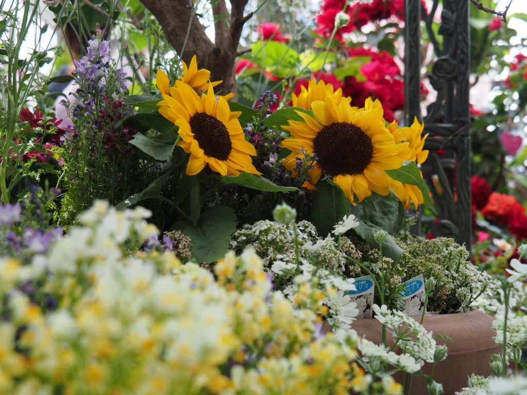 f:id:tanico:20180506151024j:plain f:id:tanico:20180506151024j:plain