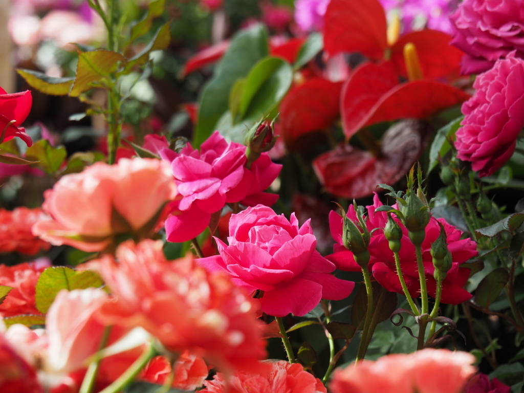 f:id:tanico:20180506151240j:plain f:id:tanico:20180506151240j:plain