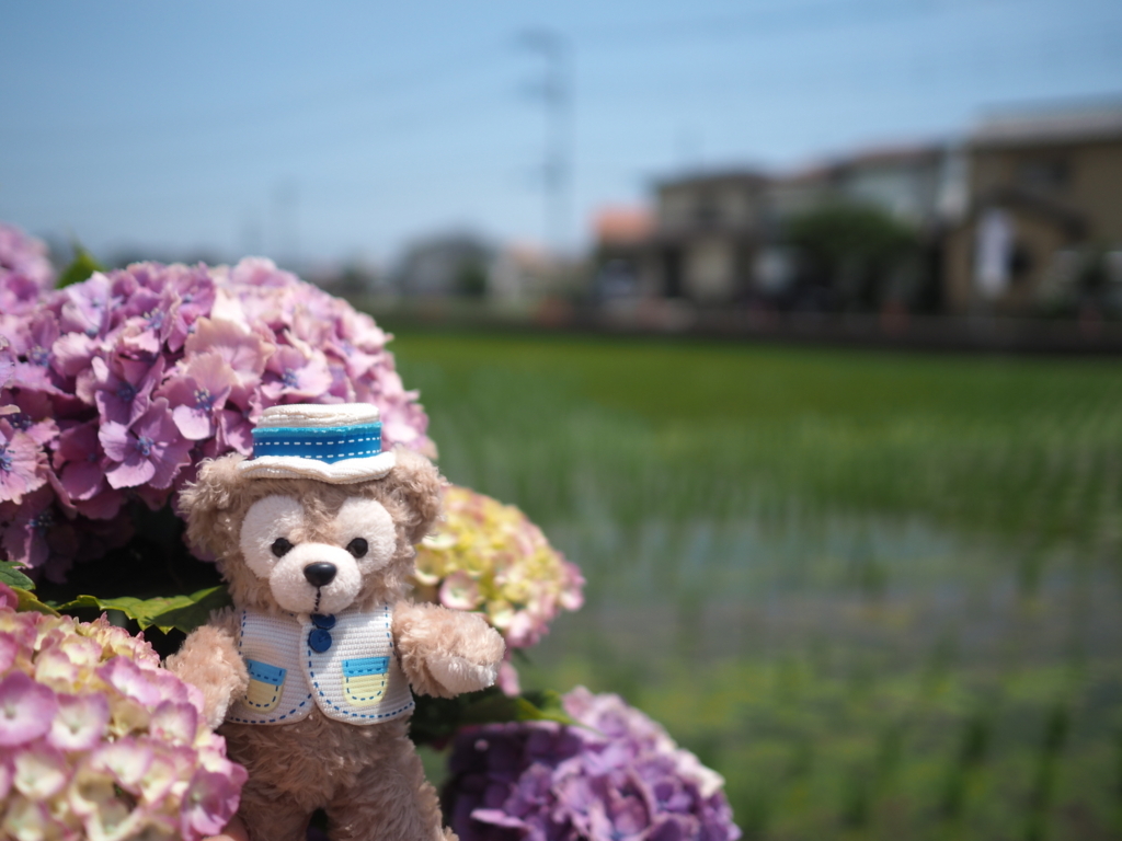 f:id:tanico:20180609123351j:plain f:id:tanico:20180609123351j:plain