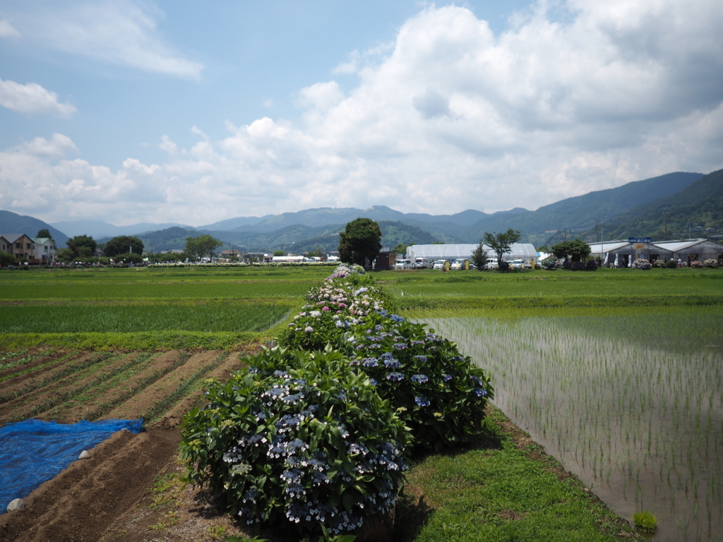 f:id:tanico:20180609123710j:plain f:id:tanico:20180609123710j:plain