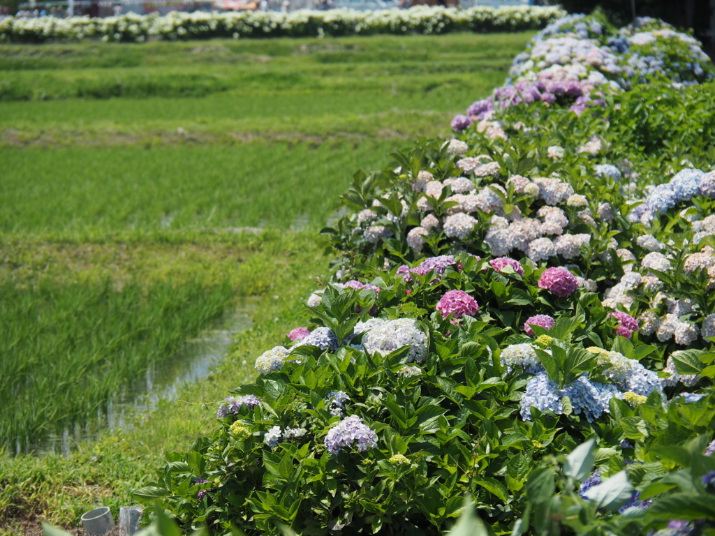 f:id:tanico:20180609123817j:plain f:id:tanico:20180609123817j:plain