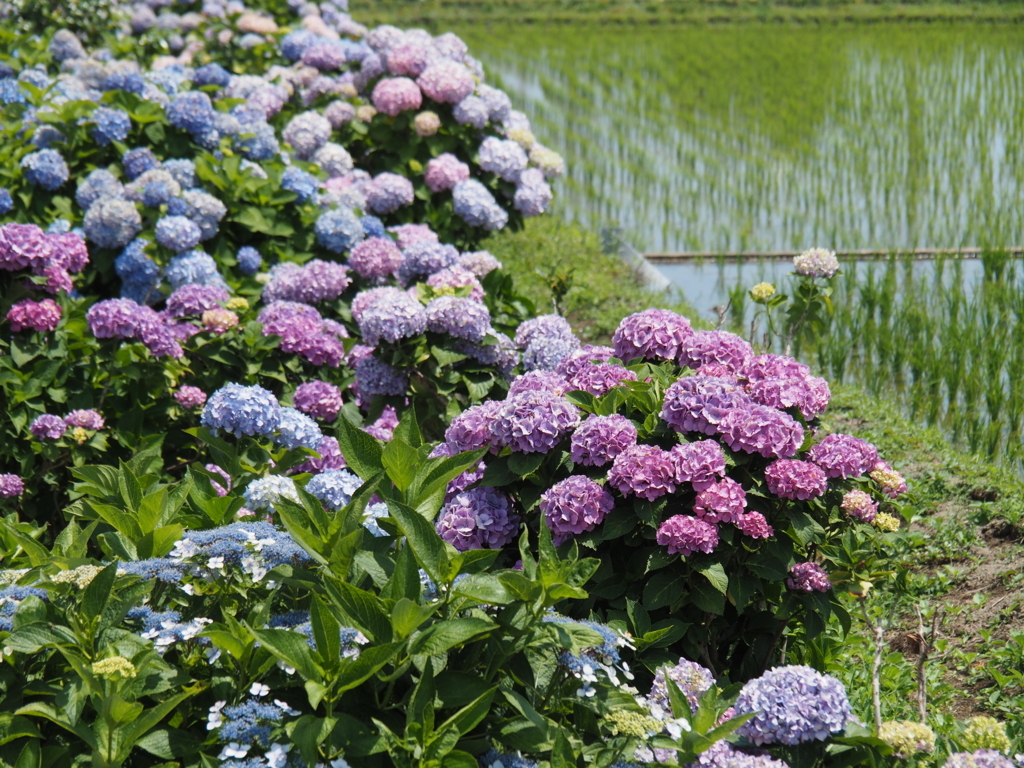 f:id:tanico:20180609123908j:plain f:id:tanico:20180609123908j:plain