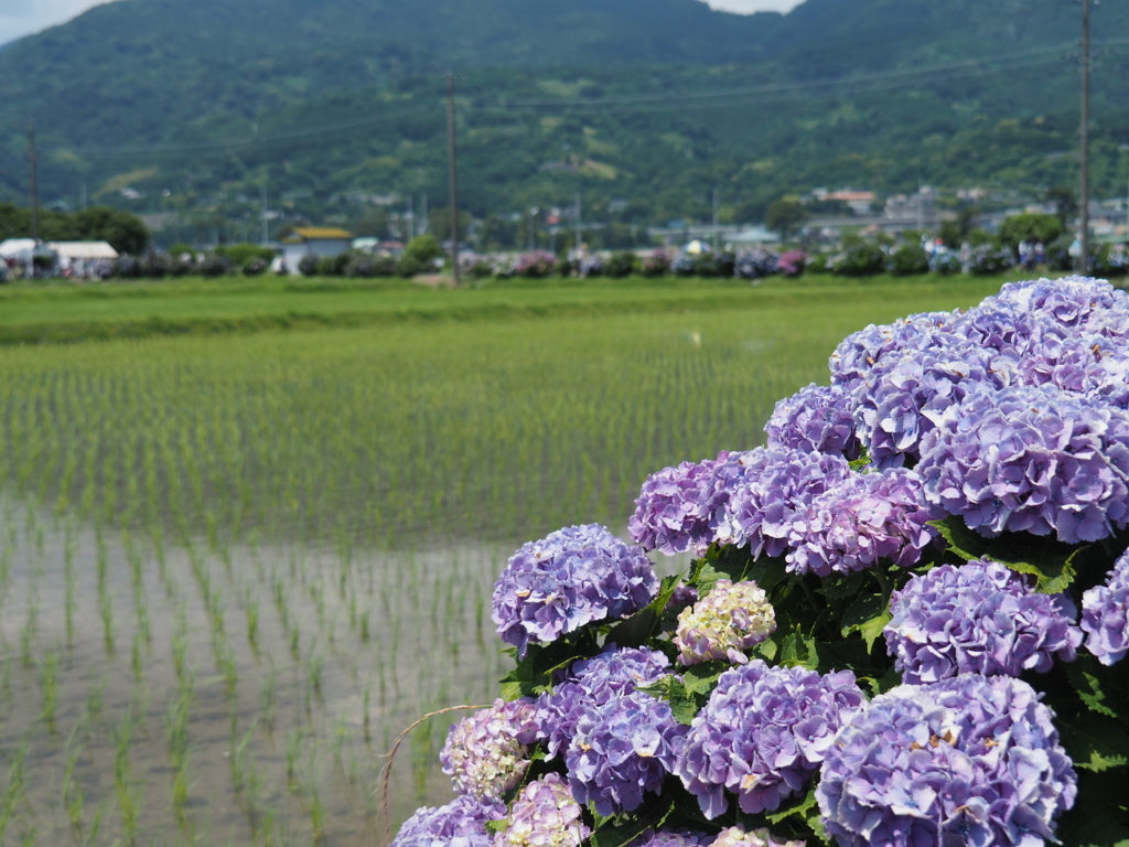 f:id:tanico:20180609124042j:plain f:id:tanico:20180609124042j:plain