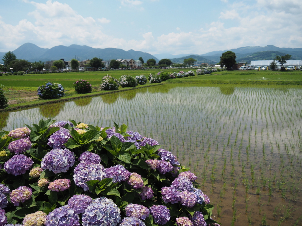 f:id:tanico:20180609124121j:plain f:id:tanico:20180609124121j:plain