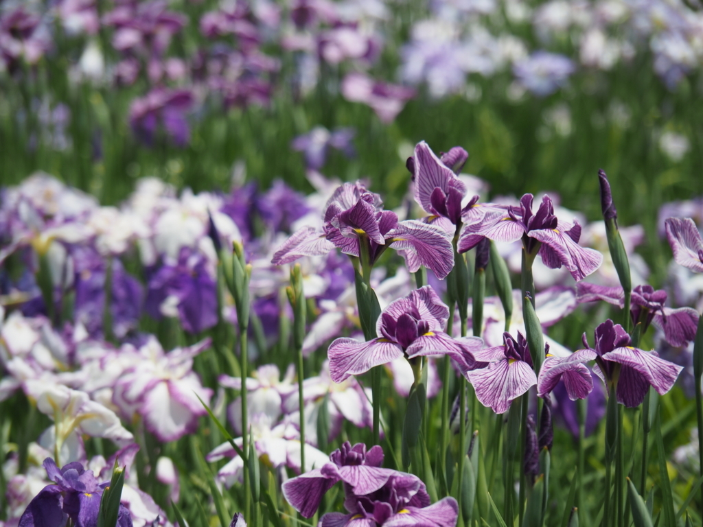 f:id:tanico:20180609124840j:plain f:id:tanico:20180609124840j:plain