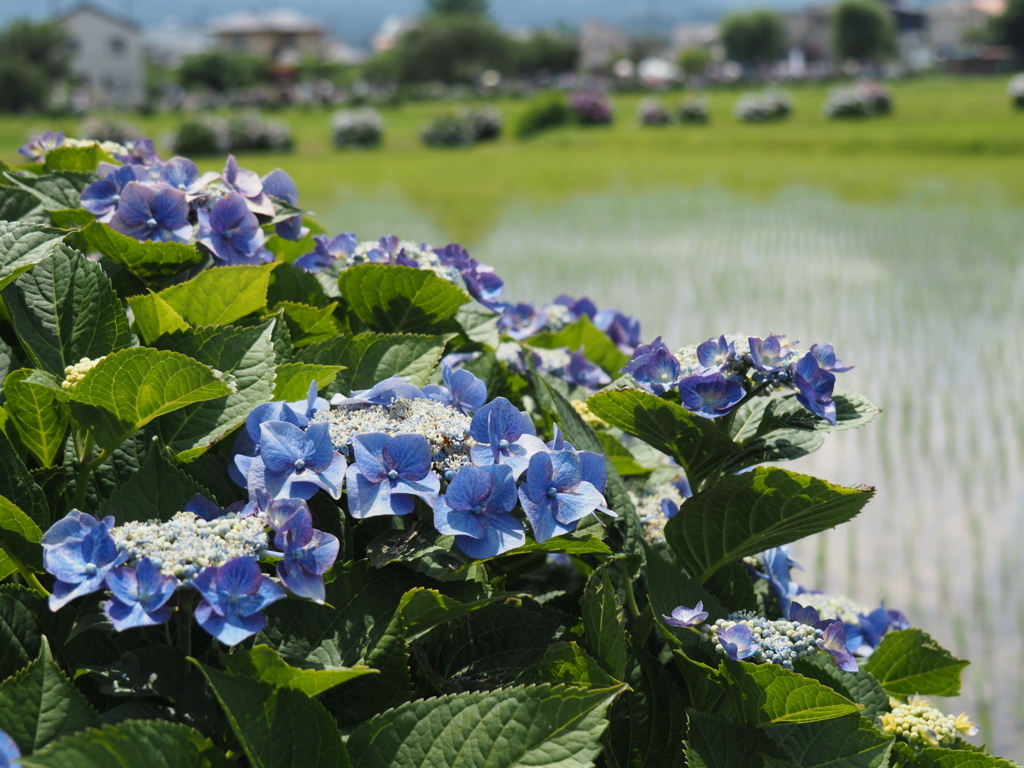 f:id:tanico:20180609125114j:plain f:id:tanico:20180609125114j:plain