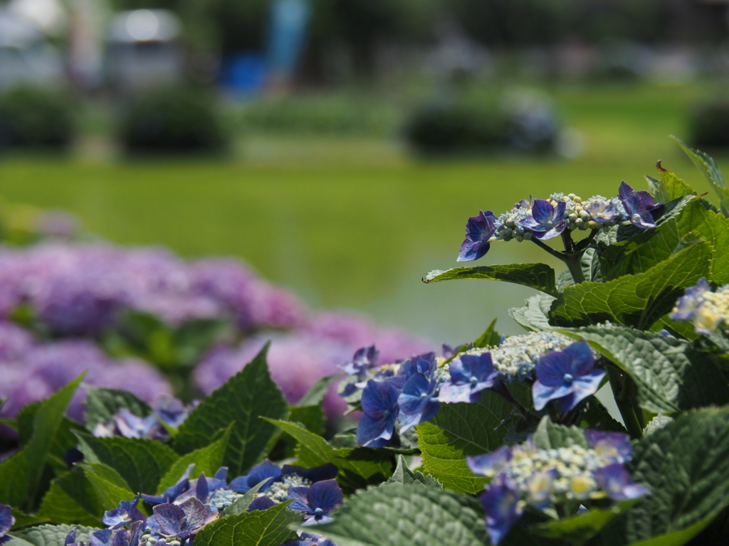 f:id:tanico:20180609125323j:plain f:id:tanico:20180609125323j:plain