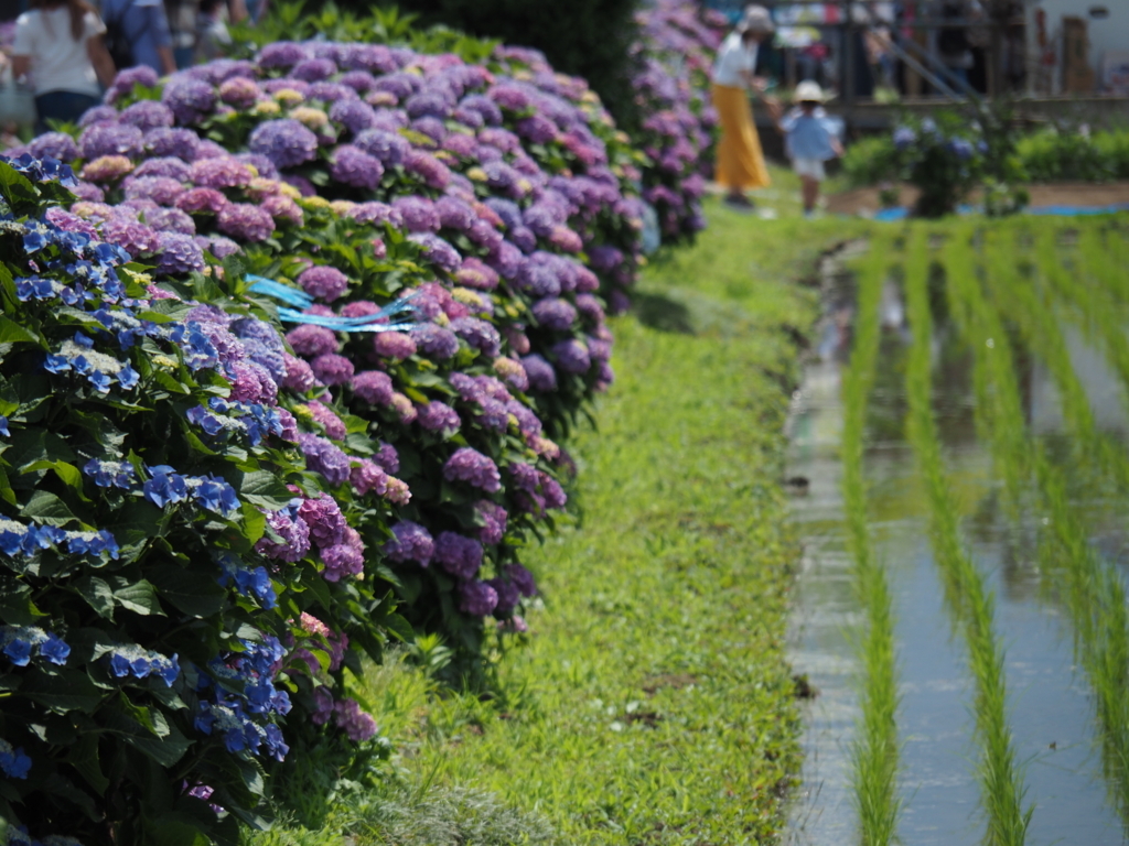 f:id:tanico:20180609130119j:plain f:id:tanico:20180609130119j:plain