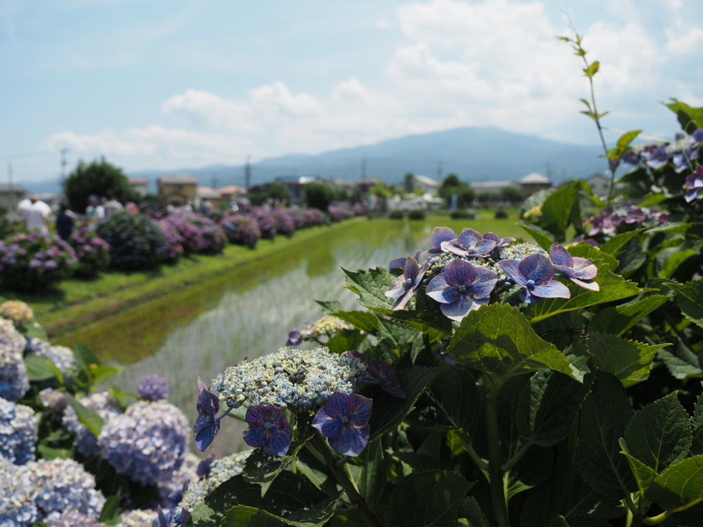 f:id:tanico:20180609130214j:plain f:id:tanico:20180609130214j:plain