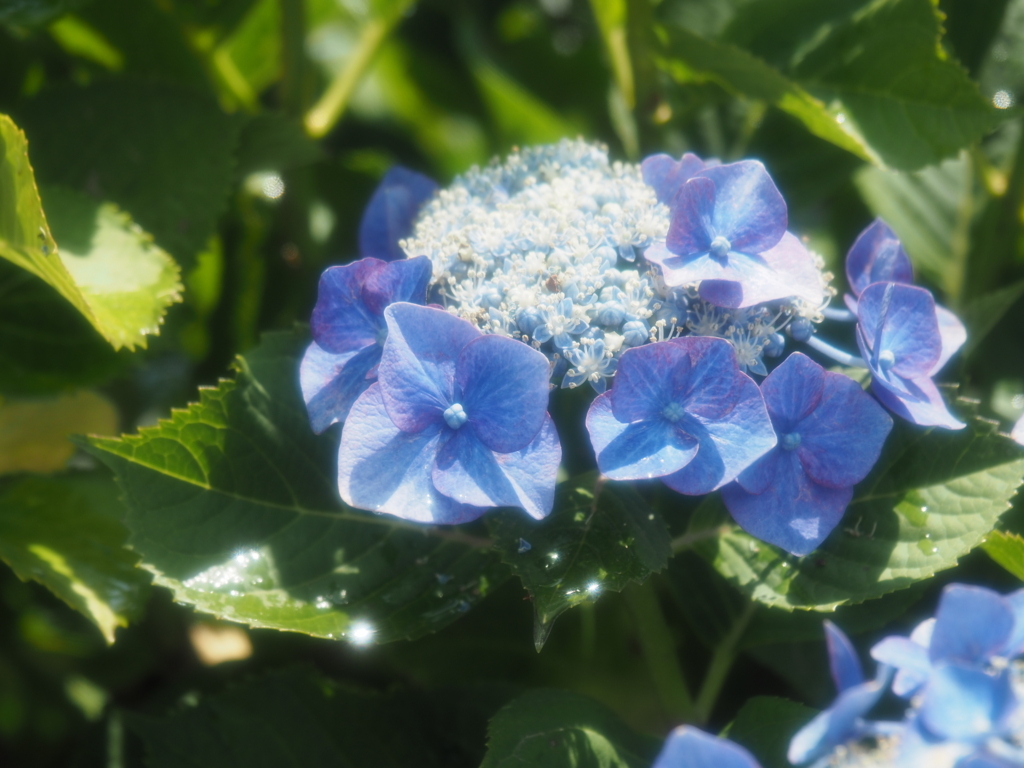 f:id:tanico:20180609131022j:plain