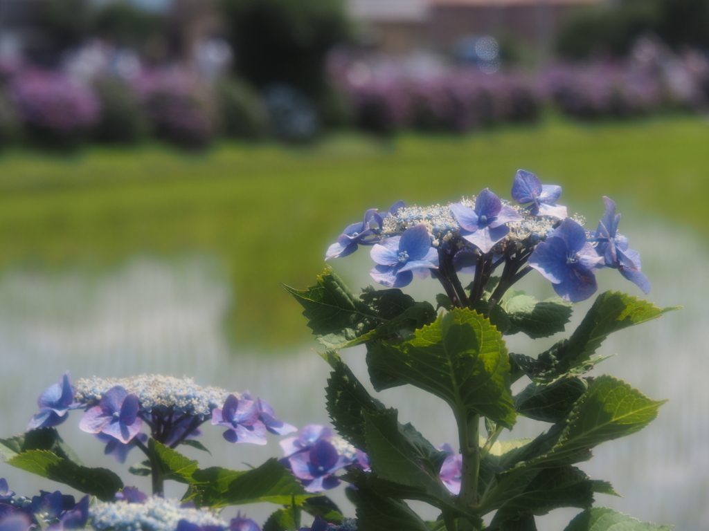 f:id:tanico:20180609131317j:plain