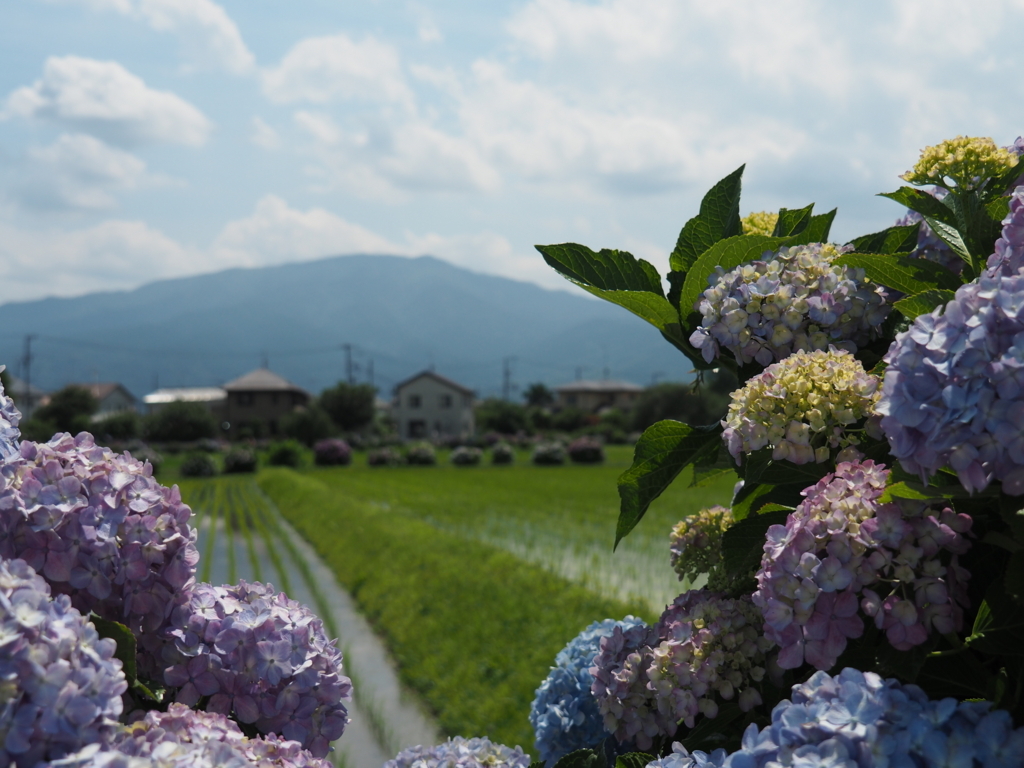 f:id:tanico:20180609131926j:plain