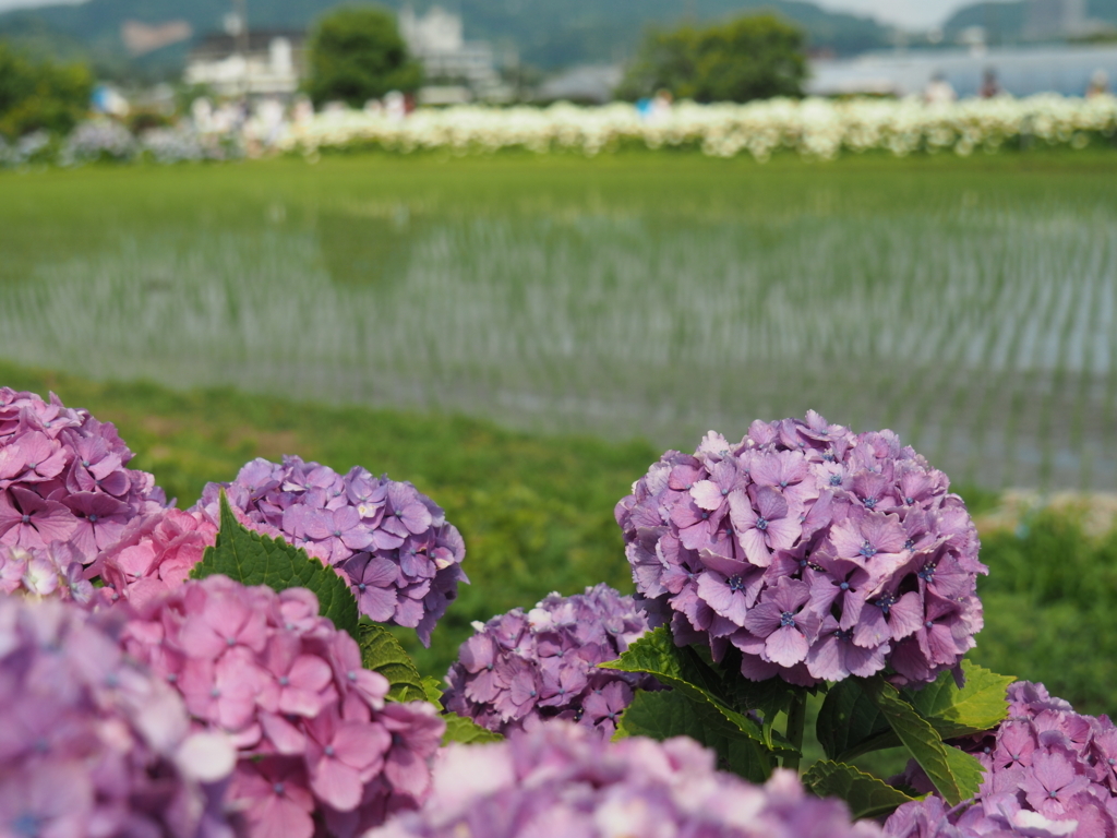 f:id:tanico:20180609142243j:plain