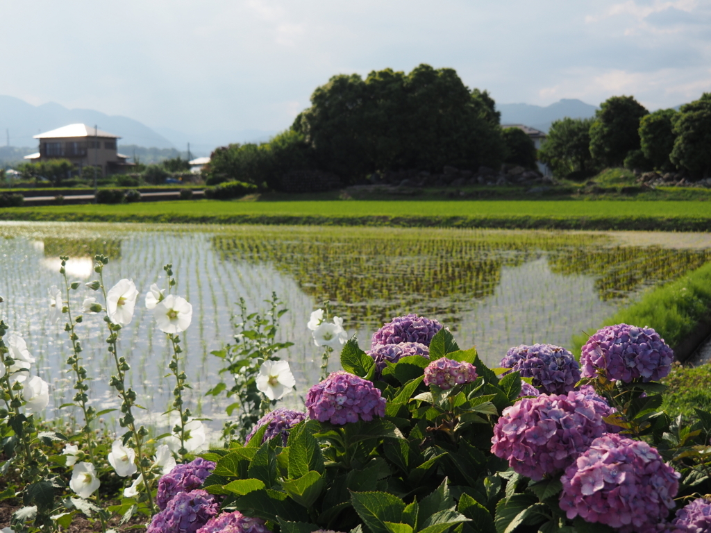 f:id:tanico:20180609161342j:plain