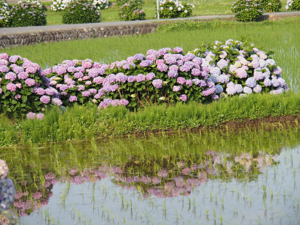 f:id:tanico:20180609162111j:plain