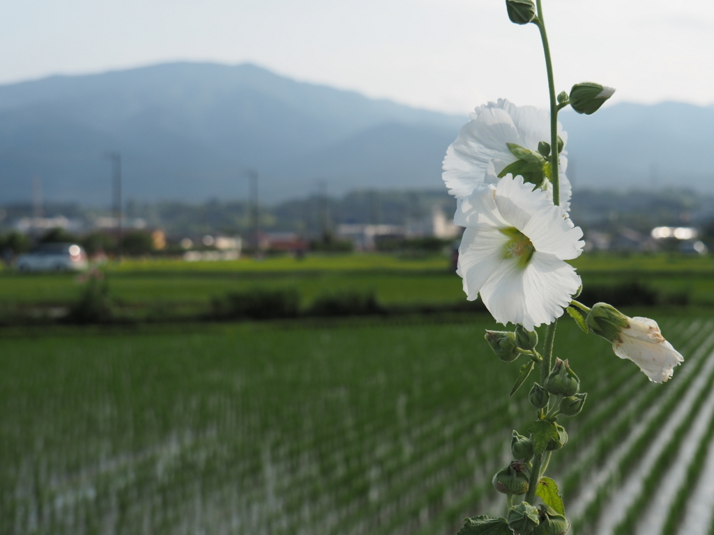 f:id:tanico:20180609162822j:plain