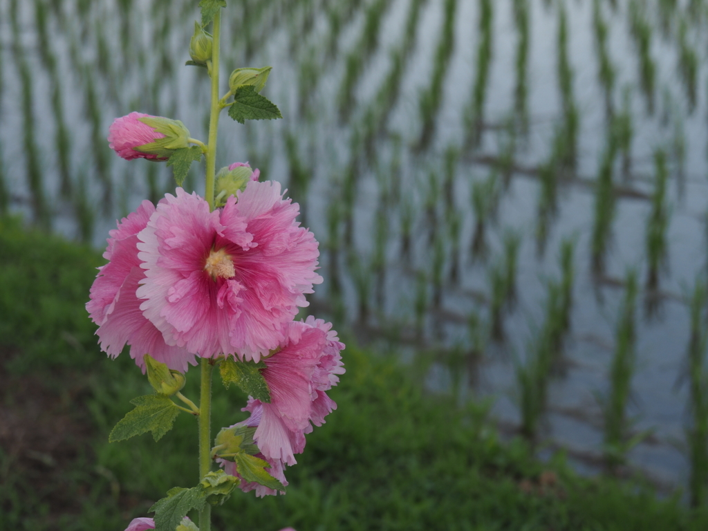 f:id:tanico:20180609164233j:plain