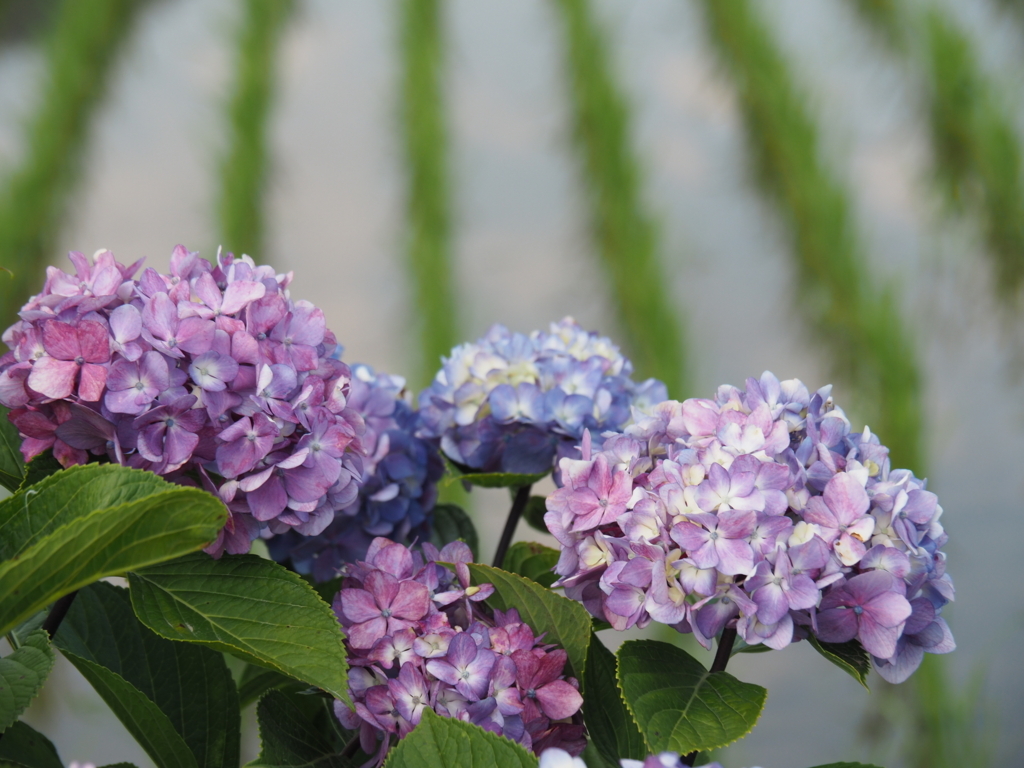 f:id:tanico:20180609165249j:plain
