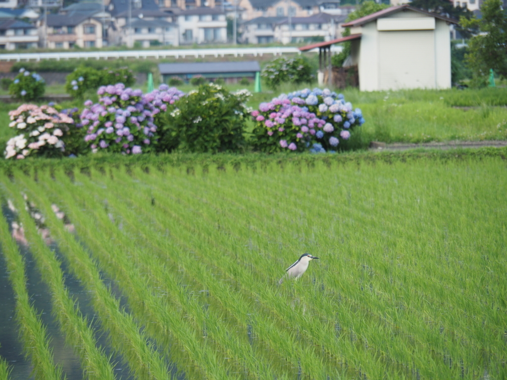 f:id:tanico:20180609165337j:plain