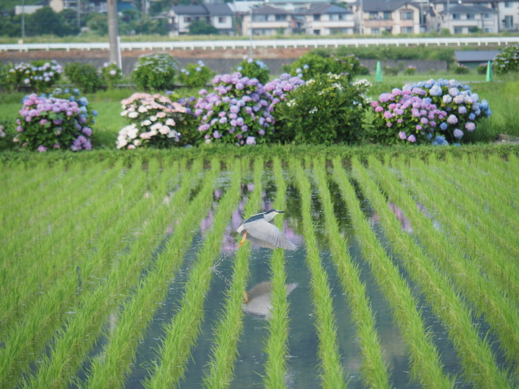 f:id:tanico:20180609165456j:plain