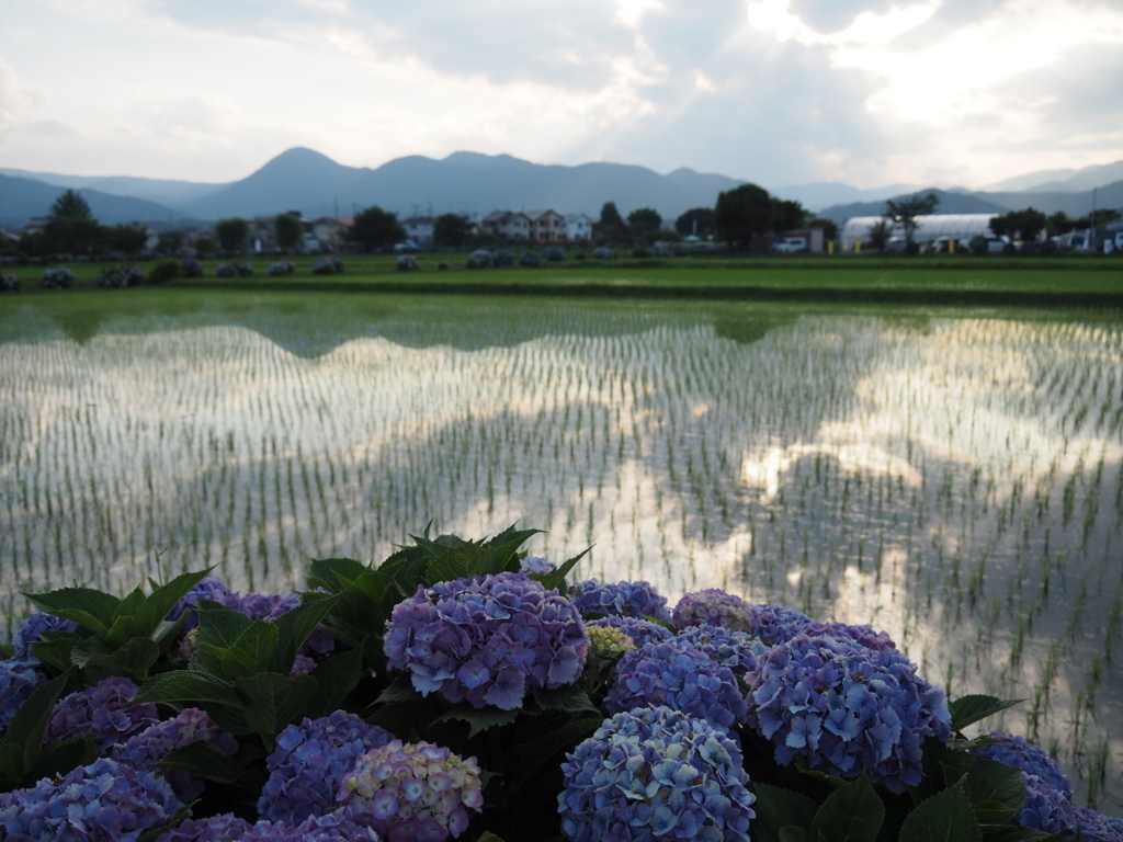 f:id:tanico:20180609173509j:plain