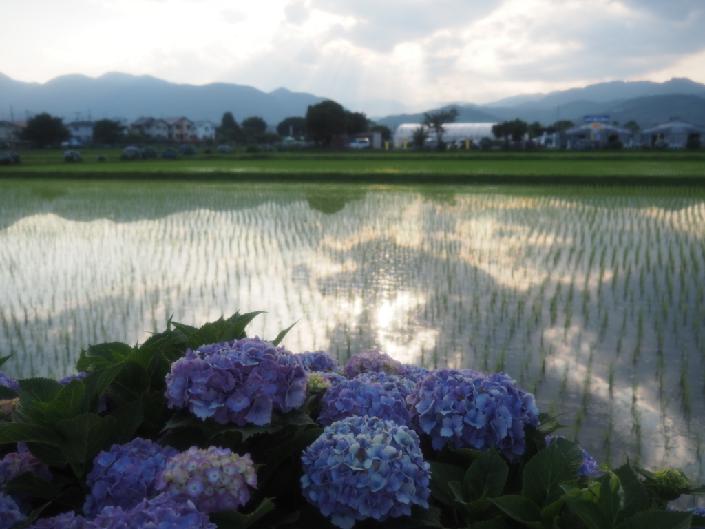 f:id:tanico:20180609174212j:plain