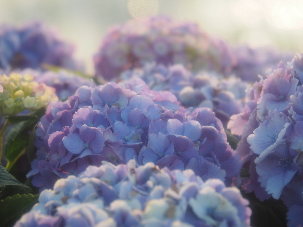 f:id:tanico:20180609175014j:plain