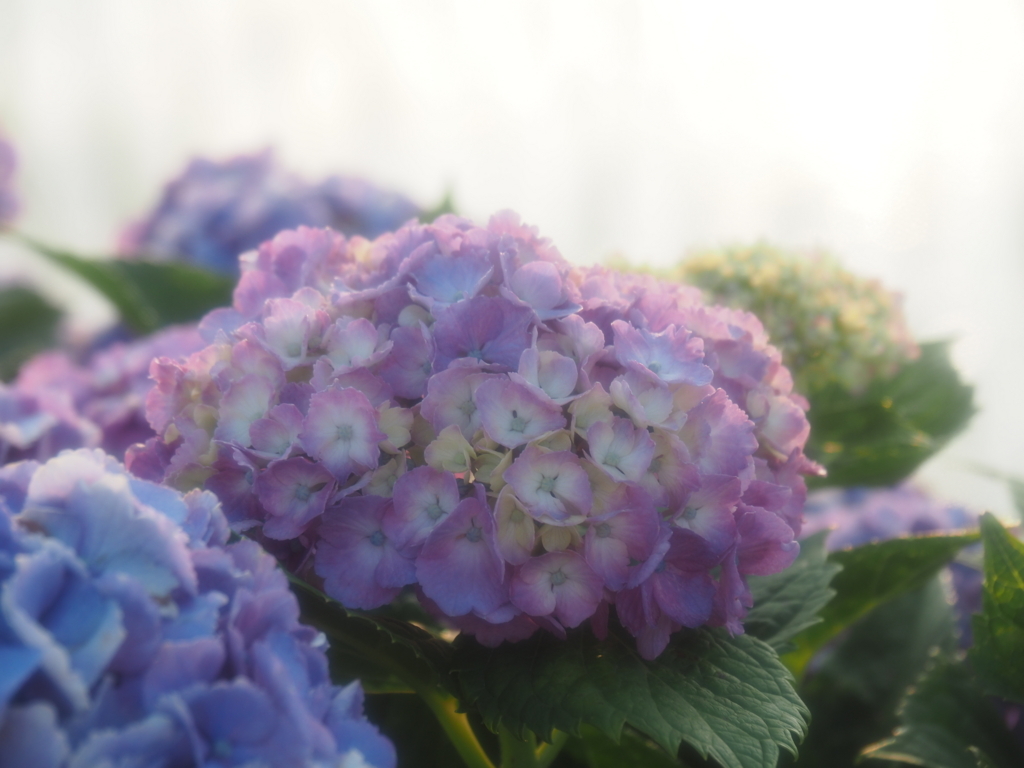 f:id:tanico:20180609180111j:plain f:id:tanico:20180609180111j:plain