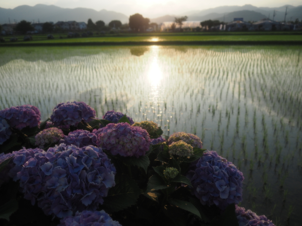 f:id:tanico:20180609180234j:plain f:id:tanico:20180609180234j:plain