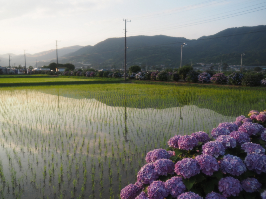 f:id:tanico:20180609180329j:plain f:id:tanico:20180609180329j:plain