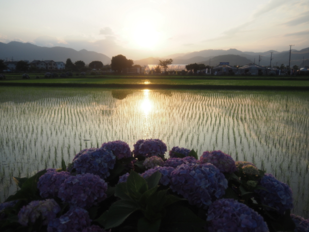 f:id:tanico:20180609181636j:plain f:id:tanico:20180609181636j:plain