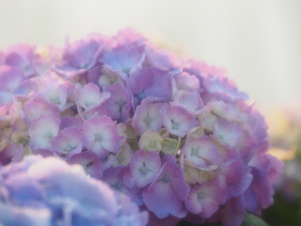 f:id:tanico:20180609181725j:plain f:id:tanico:20180609181725j:plain