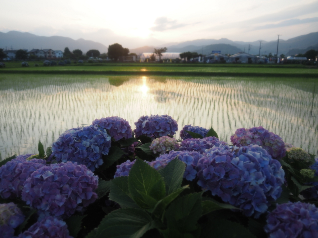 f:id:tanico:20180609182021j:plain f:id:tanico:20180609182021j:plain