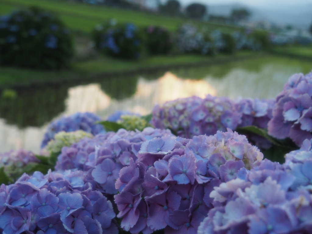 f:id:tanico:20180609183321j:plain f:id:tanico:20180609183321j:plain