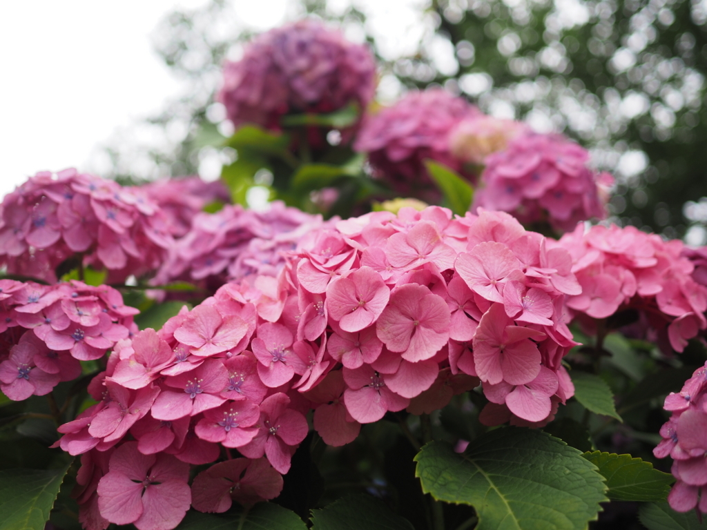 f:id:tanico:20180617115835j:plain f:id:tanico:20180617115835j:plain