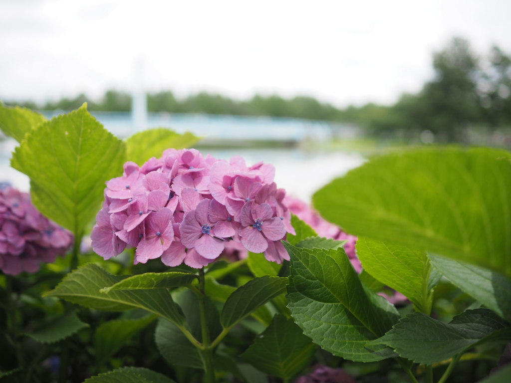 f:id:tanico:20180617120101j:plain f:id:tanico:20180617120101j:plain