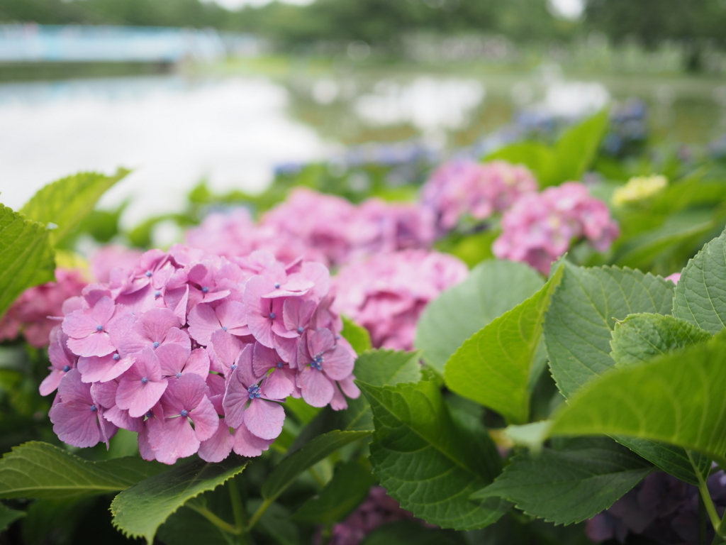 f:id:tanico:20180617120154j:plain f:id:tanico:20180617120154j:plain
