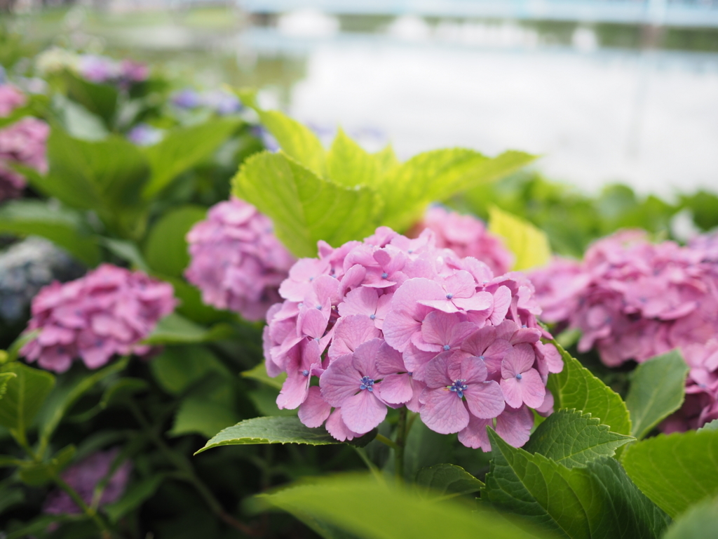 f:id:tanico:20180617120207j:plain f:id:tanico:20180617120207j:plain