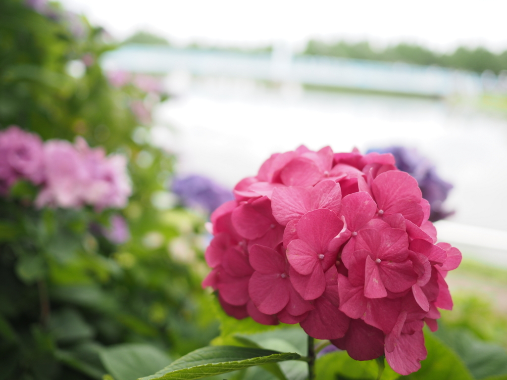 f:id:tanico:20180617120247j:plain f:id:tanico:20180617120247j:plain