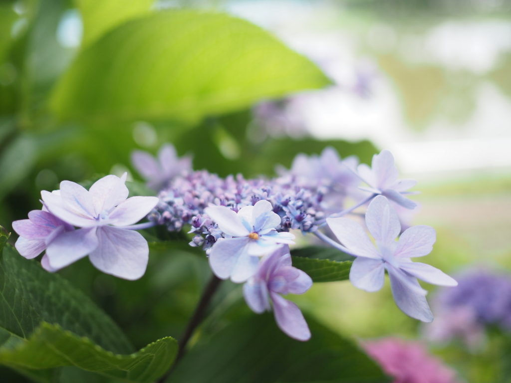 f:id:tanico:20180617120319j:plain f:id:tanico:20180617120319j:plain