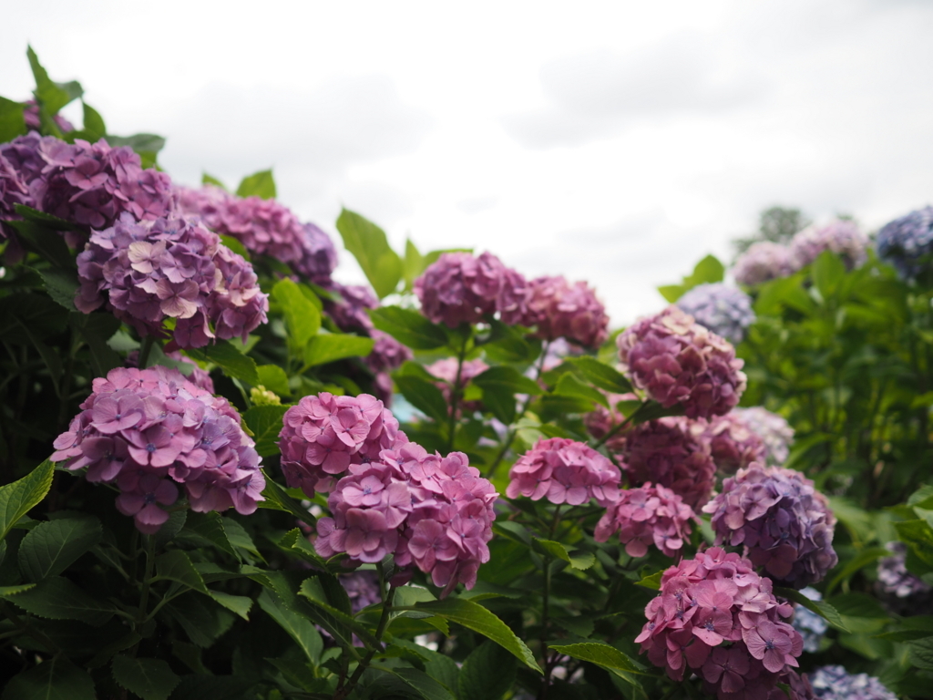 f:id:tanico:20180617120443j:plain f:id:tanico:20180617120443j:plain