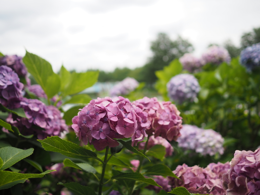 f:id:tanico:20180617120507j:plain f:id:tanico:20180617120507j:plain