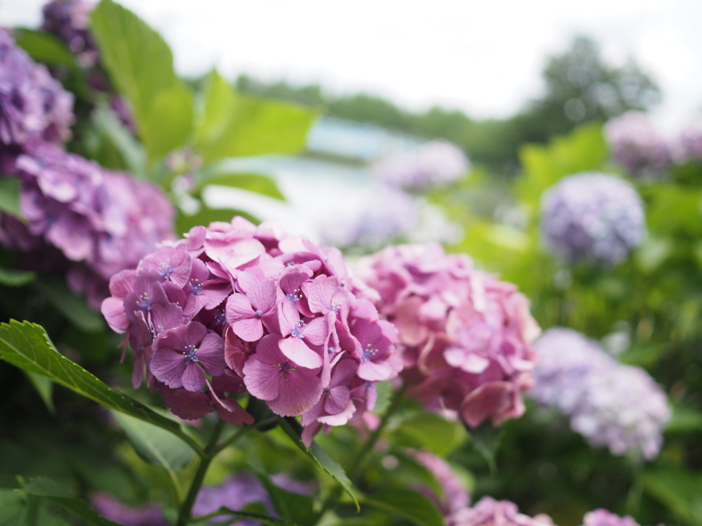 f:id:tanico:20180617120550j:plain f:id:tanico:20180617120550j:plain