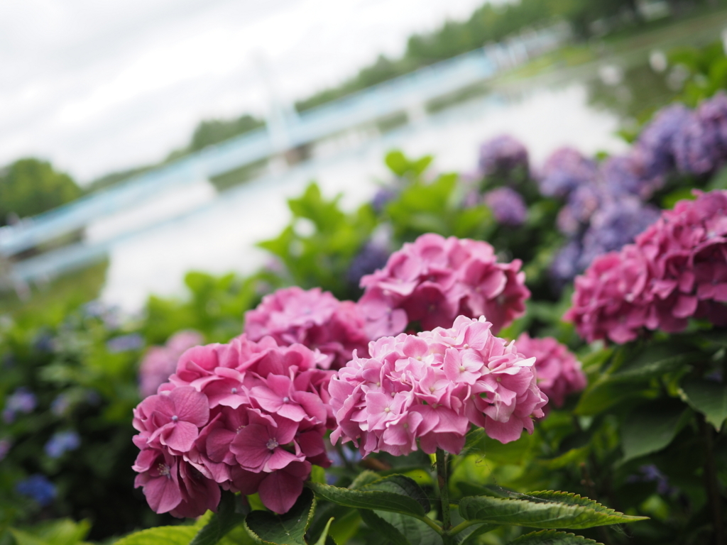 f:id:tanico:20180617120634j:plain f:id:tanico:20180617120634j:plain