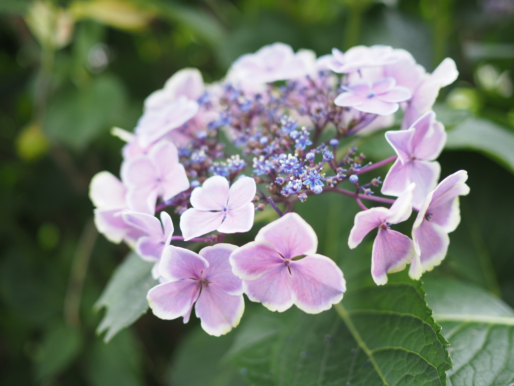 f:id:tanico:20180617120803j:plain f:id:tanico:20180617120803j:plain