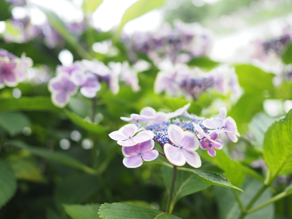 f:id:tanico:20180617120826j:plain f:id:tanico:20180617120826j:plain