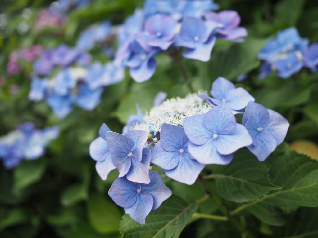 f:id:tanico:20180617121654j:plain f:id:tanico:20180617121654j:plain