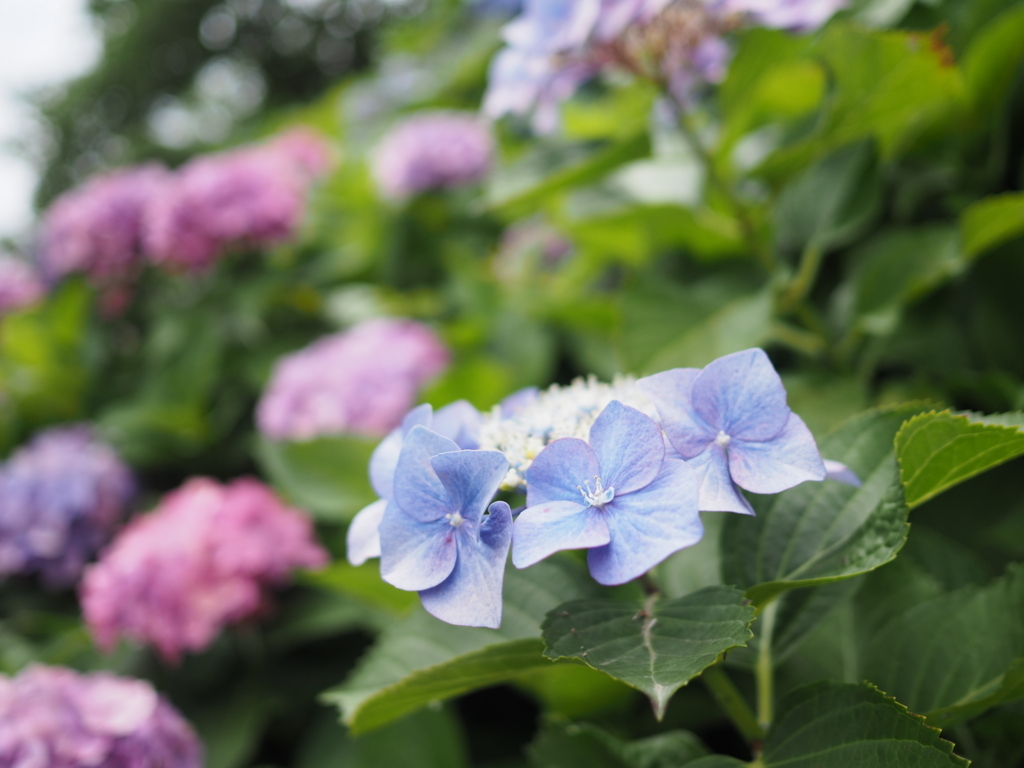 f:id:tanico:20180617121733j:plain f:id:tanico:20180617121733j:plain