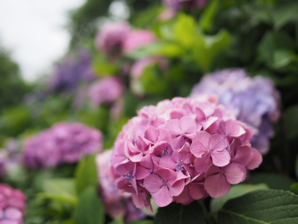 f:id:tanico:20180617121811j:plain f:id:tanico:20180617121811j:plain