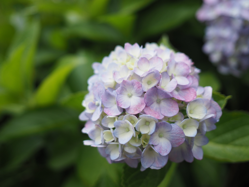 f:id:tanico:20180617121846j:plain f:id:tanico:20180617121846j:plain